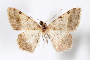  (Frederickia piccoloi - AMNH_IZC 00197380)  @11 [ ] Unspecified (default): All Rights Reserved  Unspecified Unspecified