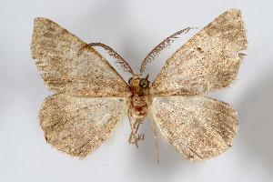  (Somatolophia desolata - AMNH_IZC 00197382)  @11 [ ] Unspecified (default): All Rights Reserved  Unspecified Unspecified