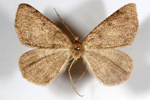  (Somatolophia montana - AMNH_IZC 00197384)  @11 [ ] Unspecified (default): All Rights Reserved  Unspecified Unspecified