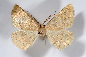  (Somatolophia vatia - AMNH_IZC 00197386)  @11 [ ] Unspecified (default): All Rights Reserved  Unspecified Unspecified