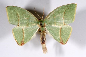  ( - USNM ENT 01920757)  @11 [ ] Unspecified (default): All Rights Reserved  Unspecified Unspecified