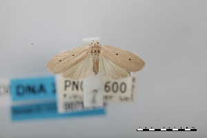  (Microstola sp - USNM ENT 00797578a)  @11 [ ] Unspecified (default): All Rights Reserved  Unspecified Unspecified