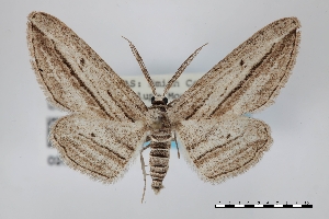  ( - USNM ENT 02001326)  @11 [ ] Unspecified (default): All Rights Reserved  Unspecified Unspecified