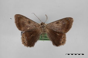  (Argyrotome tenebrosa - USNM ENT 02001365)  @11 [ ] Unspecified (default): All Rights Reserved  Unspecified Unspecified