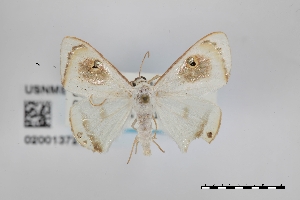 (Argyrotome sp - USNM ENT 02001372)  @11 [ ] Unspecified (default): All Rights Reserved  Unspecified Unspecified