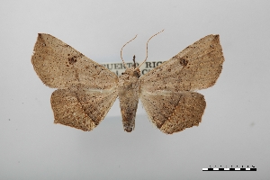  (Ephyrodes omicron - USNM ENT 02004387)  @11 [ ] Unspecified (default): All Rights Reserved  Unspecified Unspecified