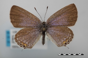  (Everes amyntula - USNM ENT 02004439)  @11 [ ] Unspecified (default): All Rights Reserved  Unspecified Unspecified