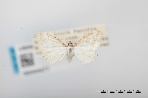  (Epiplema cretosa - USNM ENT 02004477)  @11 [ ] Unspecified (default): All Rights Reserved  Unspecified Unspecified