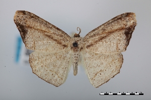  (Molybdophora phryganeata - USNM ENT 02004504)  @11 [ ] Unspecified (default): All Rights Reserved  Unspecified Unspecified