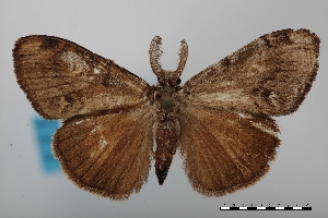  (Orgyia pseudotsugata benigna - USNM ENT 02004530)  @11 [ ] Unspecified (default): All Rights Reserved  Unspecified Unspecified