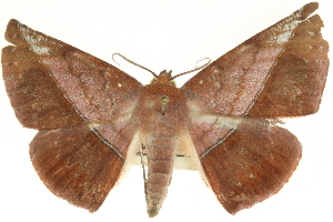  (Sarcinodes derufata - CCDB-19584-A07)  @15 [ ] CreativeCommons - Attribution (2012) CBG Photography Group Centre for Biodiversity Genomics