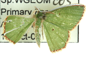  ( - CCDB-19585-G02)  @13 [ ] CreativeCommons - Attribution (2012) CBG Photography Group Centre for Biodiversity Genomics
