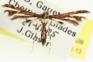  (Geina tenuidactylus - CCDB-20818-A09)  @15 [ ] CreativeCommons - Attribution (2013) CBG Photography Group Centre for Biodiversity Genomics