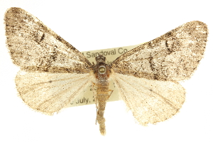  ( - CCDB-20825-B09)  @14 [ ] CreativeCommons - Attribution (2013) CBG Photography Group Centre for Biodiversity Genomics