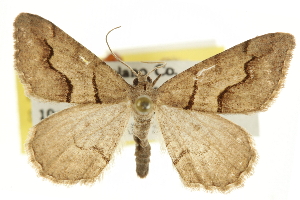  (Digrammia plemmelata - CCDB-20800-H02)  @14 [ ] CreativeCommons - Attribution (2012) CBG Photography Group Centre for Biodiversity Genomics