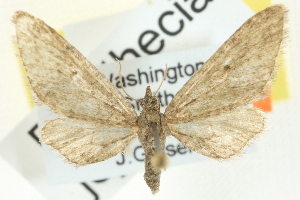  ( - CCDB-20270-C12)  @14 [ ] CreativeCommons - Attribution (2013) CBG Photography Group Centre for Biodiversity Genomics