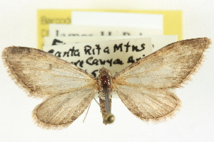  (Eupithecia sierrae - CCDB-20270-D03)  @13 [ ] CreativeCommons - Attribution (2013) CBG Photography Group Centre for Biodiversity Genomics