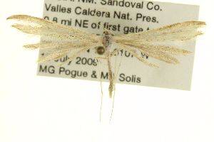  (Oidaematophorus mathewianus - CCDB-20274-H04)  @15 [ ] CreativeCommons - Attribution (2013) CBG Photography Group Centre for Biodiversity Genomics