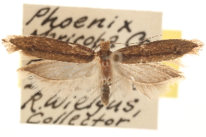  (Ypsolopha arizonella - CCDB-22952-B08)  @13 [ ] CreativeCommons - Attribution (2014) CBG Photography Group Centre for Biodiversity Genomics