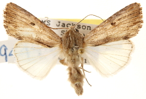  ( - CCDB-22953-C02)  @14 [ ] CreativeCommons - Attribution (2014) CBG Photography Group Centre for Biodiversity Genomics