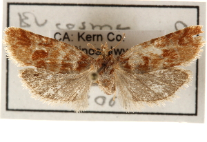  ( - CCDB-22958-C08)  @12 [ ] CreativeCommons - Attribution (2014) CBG Photography Group Centre for Biodiversity Genomics