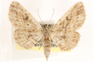  ( - CCDB-23287-G12)  @11 [ ] CreativeCommons - Attribution (2015) CBG Photography Group Centre for Biodiversity Genomics