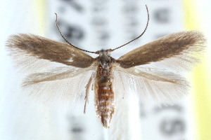  (Lyonetia daphneella - CCDB-24284-B05)  @15 [ ] CreativeCommons - Attribution (2015) CBG Photography Group Centre for Biodiversity Genomics