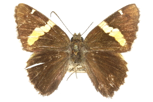  ( - CCDB-28950-E09_NGS)  @13 [ ] CreativeCommons - Attribution (2016) Jacopo DErcole Centre for Biodiversity Genomics