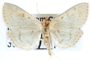  (Anania dionalis - CCDB-28967-H07)  @14 [ ] CreativeCommons - Attribution (2016) CBG Photography Group Centre for Biodiversity Genomics