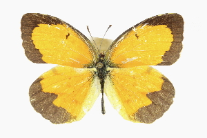  ( - CCDB-28974-G09)  @11 [ ] CreativeCommons - Attribution (2016) CBG Photography Group Centre for Biodiversity Genomics