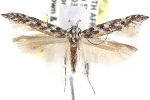  (Pyncostola cf. variegata - CCDB-29000-G12)  @13 [ ] CreativeCommons - Attribution (2016) CBG Photography Group Centre for Biodiversity Genomics