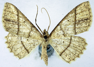  (Synegia sordidata solidata - BMNH(E) #0960339)  @11 [ ] CreativeCommons - Attribution Share-Alike (2018) Unspecified Smithsonian Institution National Museum of Natural History
