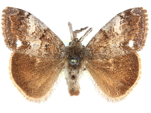 ( - CCDB-29062-A01)  @11 [ ] CreativeCommons - Attribution (2016) CBG Photography Group Centre for Biodiversity Genomics