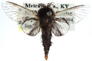  ( - CCDB-29063-F06)  @11 [ ] CreativeCommons - Attribution (2016) CBG Photography Group Centre for Biodiversity Genomics