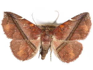  ( - CCDB-29455-F11)  @11 [ ] CreativeCommons - Attribution (2017) CBG Photography Group Centre for Biodiversity Genomics