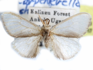  (Carpenterella chionobosca - CCDB-29457-B03)  @11 [ ] CreativeCommons - Attribution (2017) CBG Photography Group Centre for Biodiversity Genomics