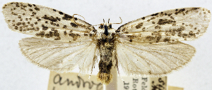  (Nosymna - CCDB-29493-H11)  @11 [ ] CreativeCommons - Attribution Non-Commercial Share-Alike (2017) Nicholas J. H. Silverson Smithsonian Institution, National Museum of Natural History