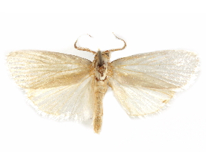  (Athrypsiastis - CCDB-29480-D01)  @11 [ ] CreativeCommons - Attribution Non-Commercial Share-Alike (2017) CBG Photography Group Centre for Biodiversity Genomics