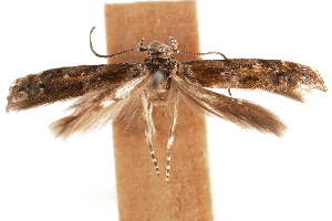  ( - CCDB-30810-A08)  @11 [ ] CreativeCommons - Attribution (2018) CBG Photography Group Centre for Biodiversity Genomics