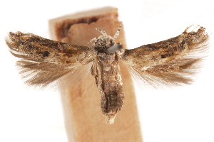  ( - CCDB-30810-A09)  @11 [ ] CreativeCommons - Attribution (2018) CBG Photography Group Centre for Biodiversity Genomics