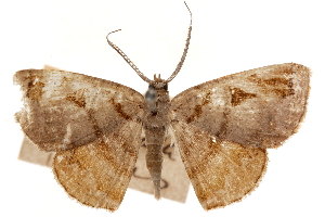  (Ilexia picturata - CCDB-30812-C08)  @11 [ ] CreativeCommons - Attribution (2018) CBG Photography Group Centre for Biodiversity Genomics