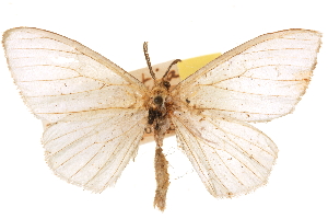  (Bombycodes - CCDB-30812-D01)  @11 [ ] CreativeCommons - Attribution (2018) CBG Photography Group Centre for Biodiversity Genomics