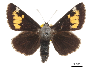  (Megathymus ursus - CCDB-30817-B04)  @11 [ ] CreativeCommons - Attribution (2017) Jacopo Dercole Centre for Biodiversity Genomics