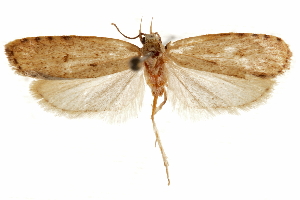  ( - CCDB-31103-D10)  @11 [ ] CreativeCommons - Attribution (2018) CBG Photography Group Centre for Biodiversity Genomics
