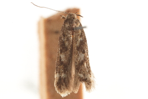  ( - CCDB-31541-G10)  @11 [ ] CreativeCommons - Attribution (2018) CBG Photography Group Centre for Biodiversity Genomics