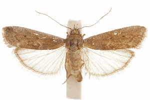  (Nephopterix proteella - CCDB-31541-H04)  @11 [ ] CreativeCommons - Attribution (2018) CBG Photography Group Centre for Biodiversity Genomics