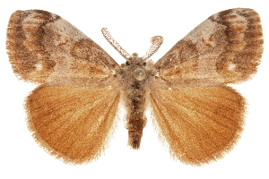  ( - CCDB-31543-C01)  @15 [ ] CreativeCommons - Attribution (2018) CBG Photography Group Centre for Biodiversity Genomics