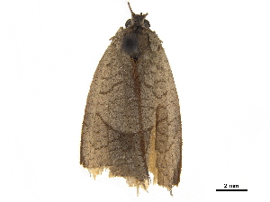  ( - CCDB-30457-B08)  @11 [ ] CreativeCommons - Attribution (2019) CBG Photography Group Centre for Biodiversity Genomics