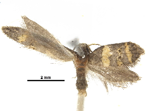  (Metachanda crocozona - CCDB-30823-F01)  @11 [ ] CreativeCommons - Attribution (2018) CBG Photography Group Centre for Biodiversity Genomics