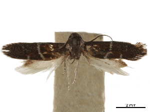  ( - CCDB-30828-E04)  @11 [ ] CreativeCommons - Attribution (2018) CBG Photography Group Centre for Biodiversity Genomics